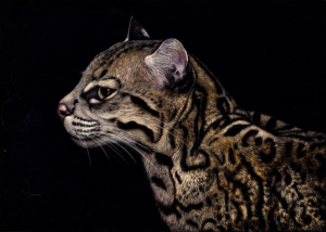 A scratchboard drawing of the head and shoulders of an ocelot, looking left.